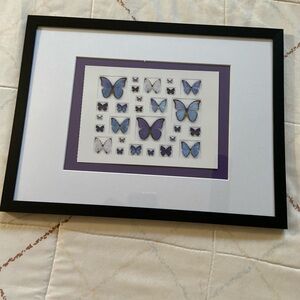 Christopher Marley Framed  Butterfly Art Print in Black and Blue